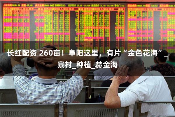 长红配资 260亩！阜阳这里，有片“金色花海”_寨村_种植_赫金海